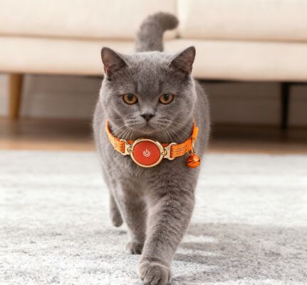 buy Metal Buckle Pet Collar for Cats Orange Smart Round Power Button Bell Durable Webbing online manufacture