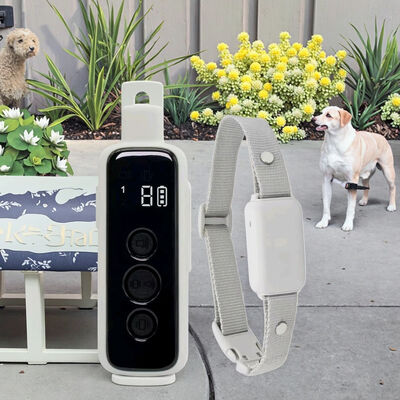 buy Hot Sale Rechargeable Electric Dog Training Collar 300m Range Safe Beep Vibration Remote 3 Modes Waterproof Nylon Portable Smart online manufacture